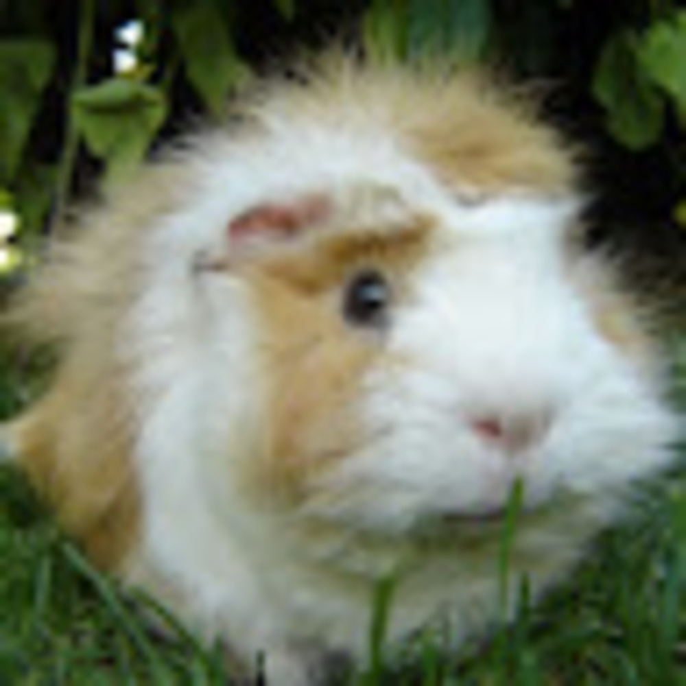 Meet your Posher, Gracie